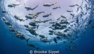 "Follow the Leader" large school of Horse Eyed Jacks on a... by Brooke Sippel 
